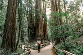 San Francisco: Muir Woods and Sausalito Half-Day Trip
